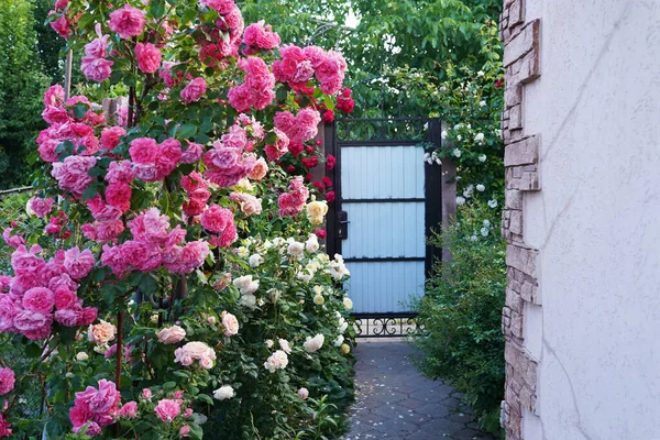 House Yard Pink Blooming Roses Garden — Stock Photo, Image