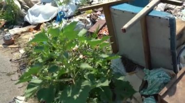 atıklar plastik ve doğadaki diğer çöp türleri