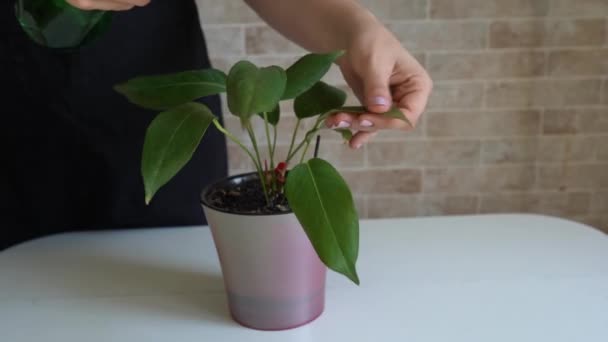 Mujer Pulverización Manual Planta Licencia Casa Utilizando Una Botella Pulverización — Vídeo de stock