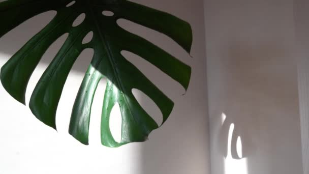 Grüne Monstera Deliciosa Blatt Wind Mit Schatten Auf Weißem Hintergrund — Stockvideo