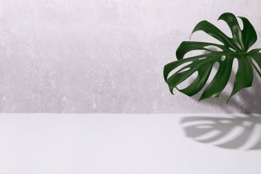Gri ve beyaz arka planda gölgesi olan canavar yaprağı. Canavar arkaplanı. Yaz doğa spa moda konsepti. Boşluğu kopyala