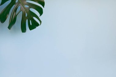 Mavi arka planda tropik orman canavarı yaprağı. Botanik doğa kavramları. düz dizayn