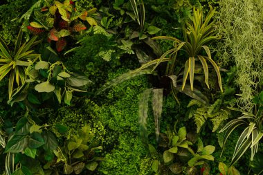 Çeşitli tropikal bitki ve yapraklarla kaplı yemyeşil ve sarı renkli bir duvar.