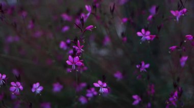 Yumuşak doğal ışıkta açan mor kır çiçeklerine yakın çekim