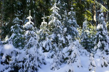 Karla kaplı sık bir kış ormanı. Yumuşak doğal ışıkla aydınlatılan yeşil ağaçlar.