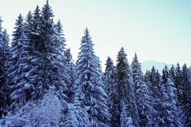 Sessiz bir kış ormanı sahnesi. Uzun kar örtülü, lacivert ağaçlar soluk mavi bir gökyüzüne karşı duruyor.