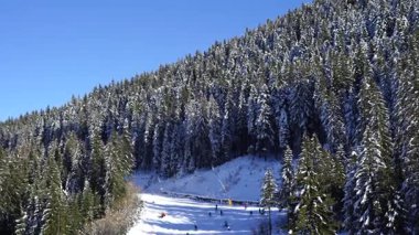 Berrak mavi kış gökyüzünün altında, sık ve yeşil ormanlarla çevrili, karlı bir dağ kayağı yamacı.