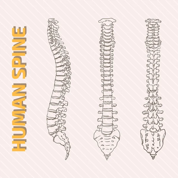İskelet sistemi vektör çizim