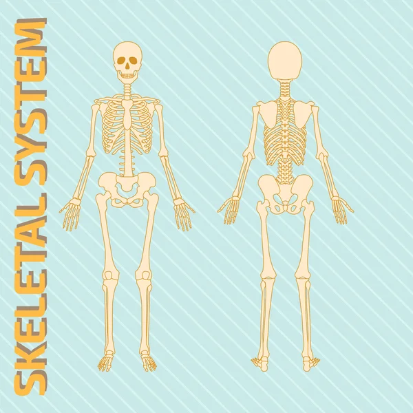 Illustration vectorielle du système squelettique — Image vectorielle