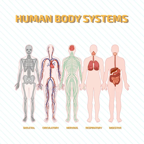 Systémy lidského těla — Stockový vektor
