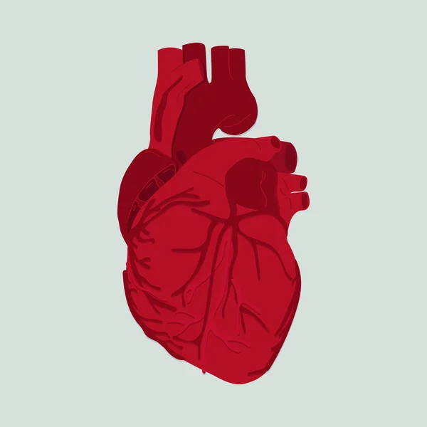Ilustracja wektorowa ludzkiego serca — Wektor stockowy