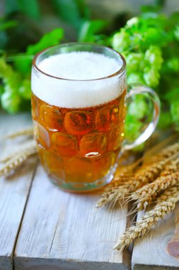 Tahta bir yüzeyde bir bardak buğday birası. Buğday ve zıplama. Bira konsepti.