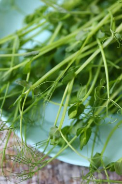 Ahşap bir yüzey üzerinde mikroyeşilliklerle kaplanmış..