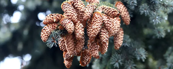 Christmas Tree Branches Fir Cones Branches — Stock Photo, Image