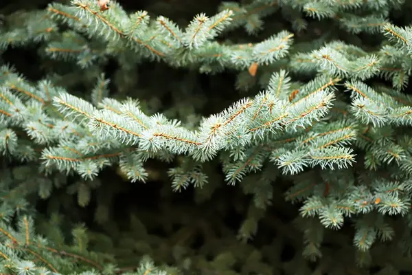 Selektivt Fokus Makro Filialer Blå Gran — Stockfoto