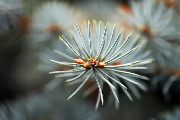 Concentrazione Selettiva Macro Rami Abete Rosso Blu — Foto Stock