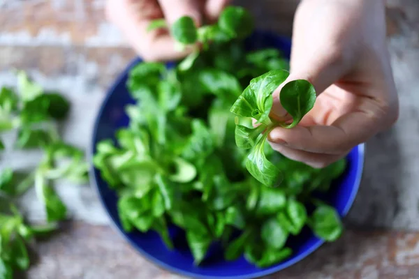 Mash Salade Een Blauwe Plaat — Stockfoto