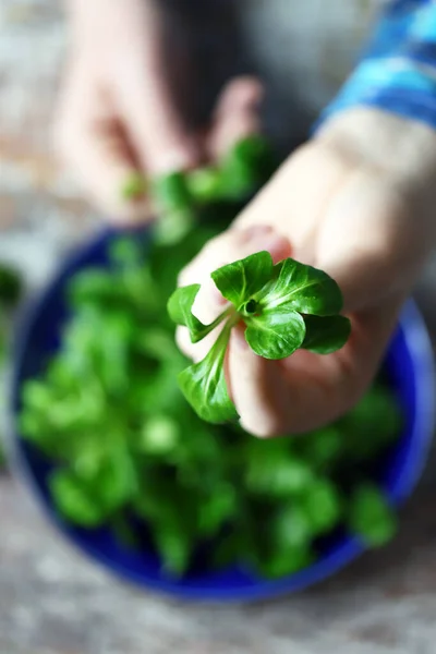 Verse Saladepuree Mannelijke Handen — Stockfoto