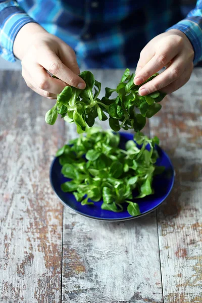 Salad Mash Piring Biru — Stok Foto