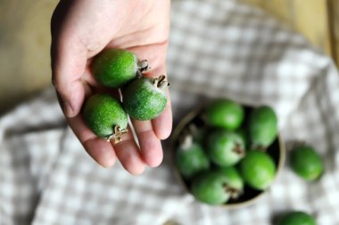 Elinde taze feijoa meyvesi.