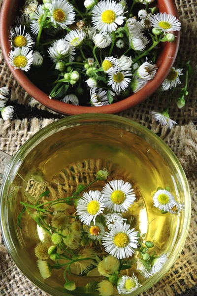 Manzanilla Una Taza Vidrio — Foto de Stock