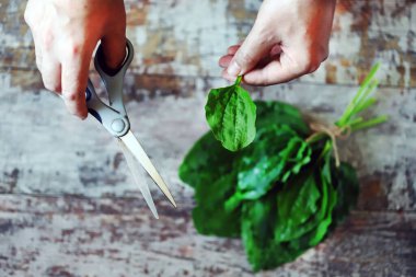 Taze muz yaprakları. Muz topluyorum. Şifalı bitkiler..