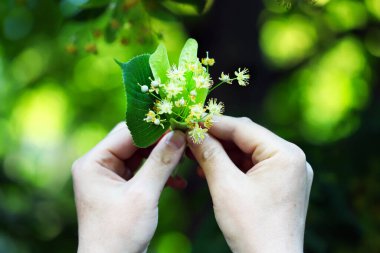 Erkek el bir demet ıhlamur çiçeği tutuyor. Çay için ıhlamur topluyorum. ıhlamur ağacı hasadı.