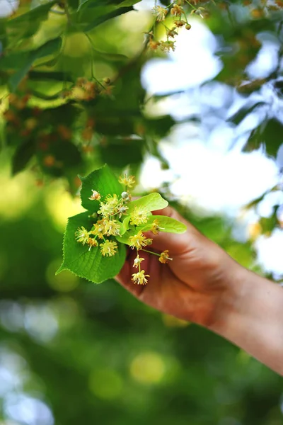 Male Hand Holds Bunch Linden Flowers Picking Linden Tea Harvest — Stock Photo, Image