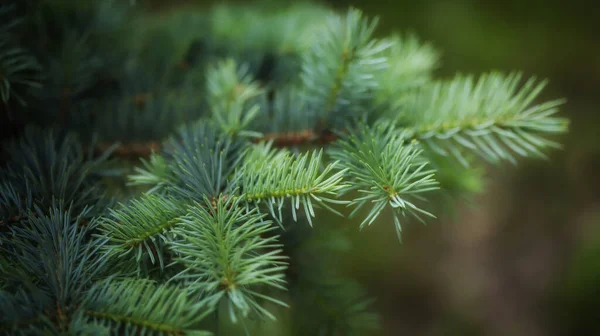 Mjuka Och Fluffiga Grangrenar — Stockfoto