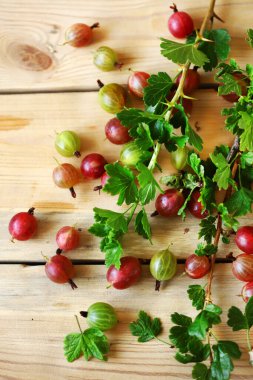 Bektaşi üzümü. Bektaşi üzümü yaprakları ve dalları ahşap bir yüzeyde.