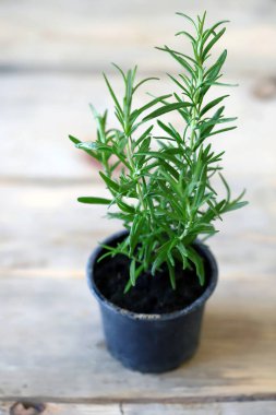 Rosemary tencerede yetişir. Yeşillik yetiştiriyor. Eko ürünleri.