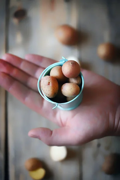 Kleine Jonge Aardappel Een Emmer Mini Aardappelen — Stockfoto