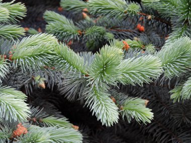 Mavi ladin genç dalları.