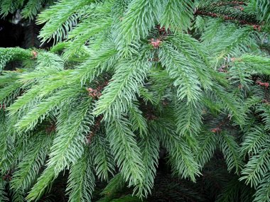 Mavi ladin genç dalları.