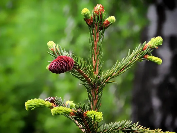 Macro Giovane Pigna Sull Albero — Foto Stock