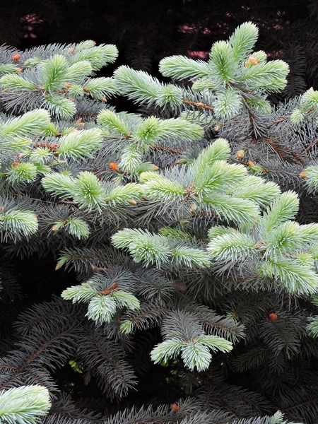 Young Branches Blue Spruce — Stock Photo, Image