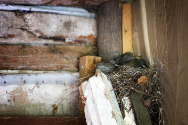 Seçici odaklanma. Ahırda küçük civciv yuvası.