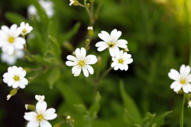 Beyaz bahçe papatyaları. Yaz çiçekleri.