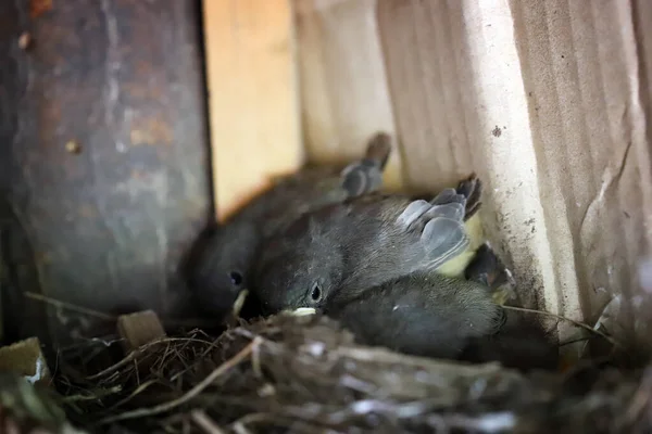 Selective Focus Nest Little Chicks Barn — Photo