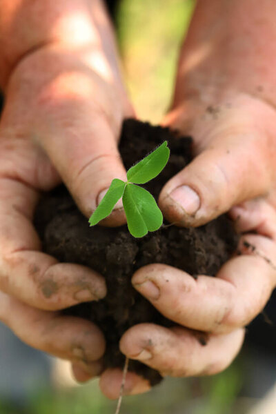 Hands with soil and green sprout.
