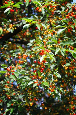 Kiraz ağaçları kiraz dolu. Kiraz Bahçesi. Kiraz hasadı.