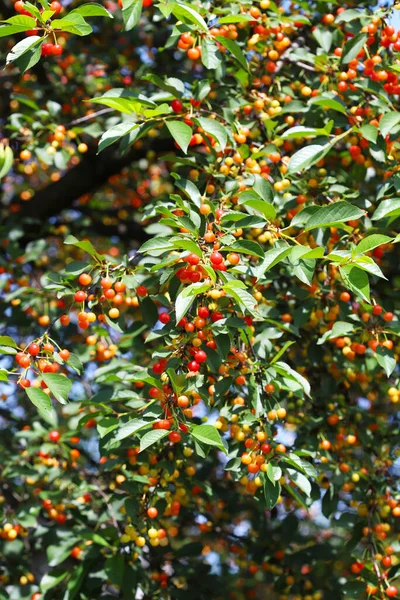 Die Kirschbäume Sind Voller Kirschen Der Kirschgarten Kirschernte — Stockfoto