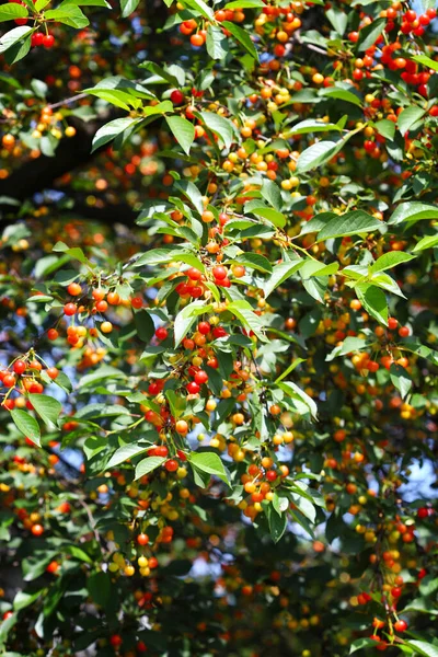 Die Kirschbäume Sind Voller Kirschen Der Kirschgarten Kirschernte — Stockfoto