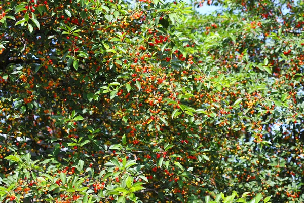 Cseresznyefák Tele Vannak Cseresznyével Cseresznyéskert Cseresznye Betakarítása — Stock Fotó