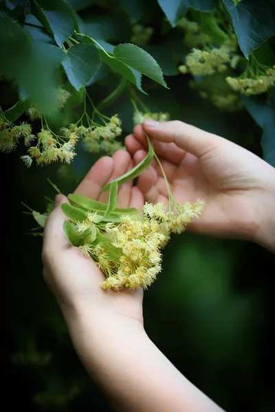 Hands pick the linden from the tree. Linden flowers in hands. Harvesting from a linden tree.