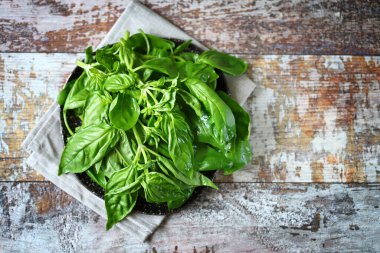 Seçici odaklanma. Tabakta taze fesleğen.