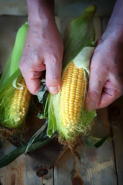 Свіжі Кукурудзяні Камери Руках Руки Очищають Кукурудзу — стокове фото
