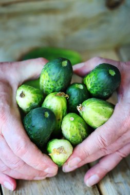 Ahşap bir yüzeyde ellerinde salatalıklar.