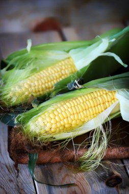 Tahta bir yüzeyde çiğ mısır. Mısır hasadı.