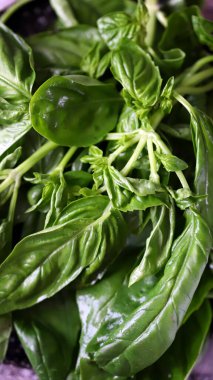 Lezzetli yeşil fesleğen.